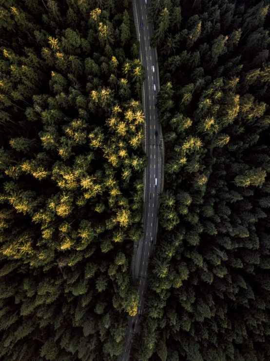 an aerial view of a road in the middle of a forest, by Jacob Toorenvliet, 4k image”