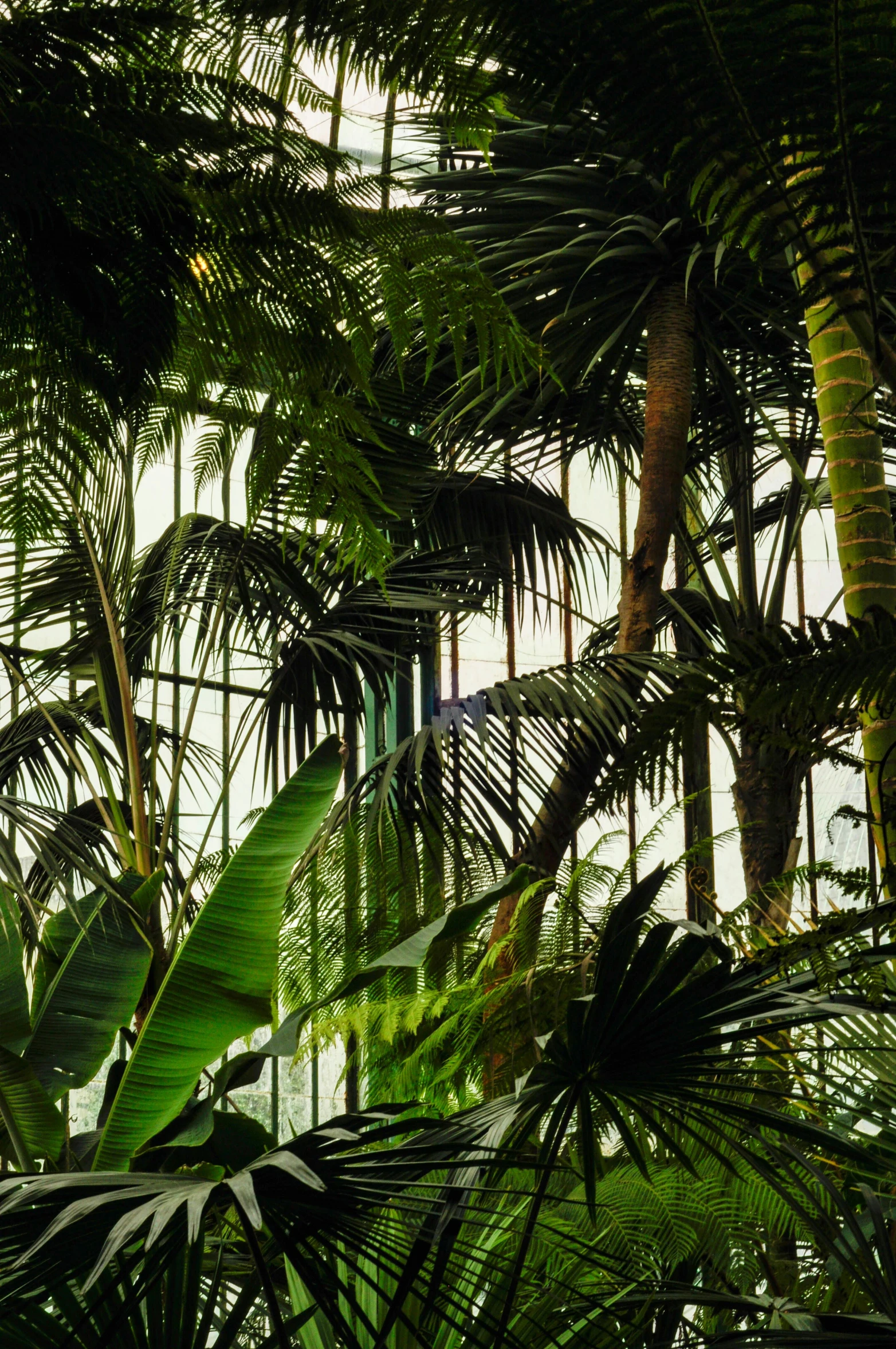 a group of palm trees inside of a building, inspired by Thomas Struth, mystical kew gardens, leafs