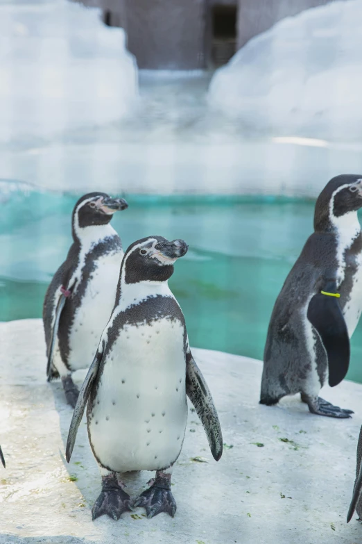 a group of penguins standing next to each other, biodome, jen atkin, sunny day time, up close