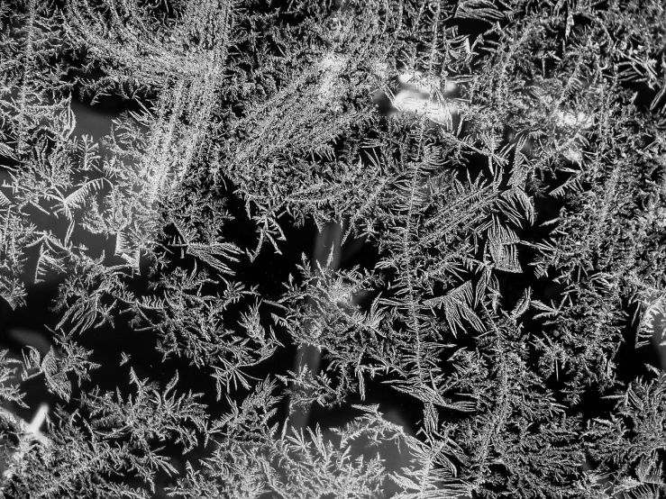 a black and white photo of frost covered plants, a microscopic photo, inspired by Arthur Burdett Frost, fine art, window glass reflecting, 🧒 📸 🎨, night!, shards and fractal of infinity