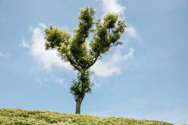 a tree sitting on top of a lush green hillside, inspired by Storm Thorgerson, unsplash, environmental art, background: assam tea garden, topiary, sustainable materials, alessio albi