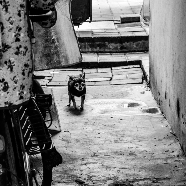 a black and white photo of a dog and a motorcycle, a black and white photo, pexels contest winner, in a narrow chinese alley, pig, chihuahua, coming down the stairs