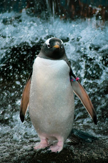 a penguin that is standing in the water, by Peter Churcher, happening, standing in a waterfall, in 2 0 0 2, commercially ready