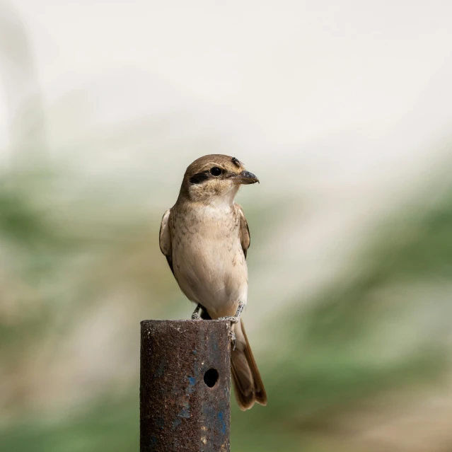 a small bird sitting on top of a metal pole, a portrait, trending on pexels, brown, the shrike, mid 2 0's female, rounded beak