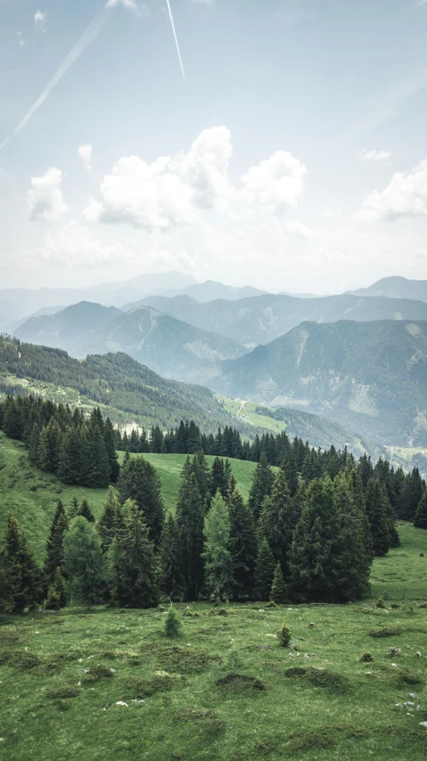 a herd of cattle grazing on top of a lush green hillside, an album cover, by Matthias Weischer, pexels contest winner, renaissance, pine trees, view from high, mountainous, conde nast traveler photo