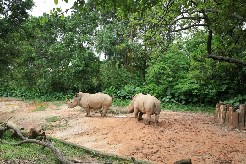a couple of rhino standing on top of a dirt field, singapore, on a jungle forest train track, wildscapes