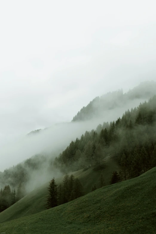 a herd of cattle grazing on top of a lush green hillside, an album cover, by Johannes Voss, pexels contest winner, romanticism, moist foggy, fir trees, grey, muted green