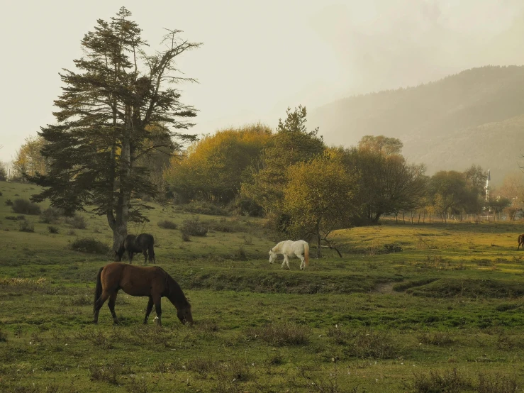 a herd of horses grazing on a lush green field, a picture, by Elsa Bleda, unsplash contest winner, renaissance, autumn tranquility, chile, grey forest in the background, turkey