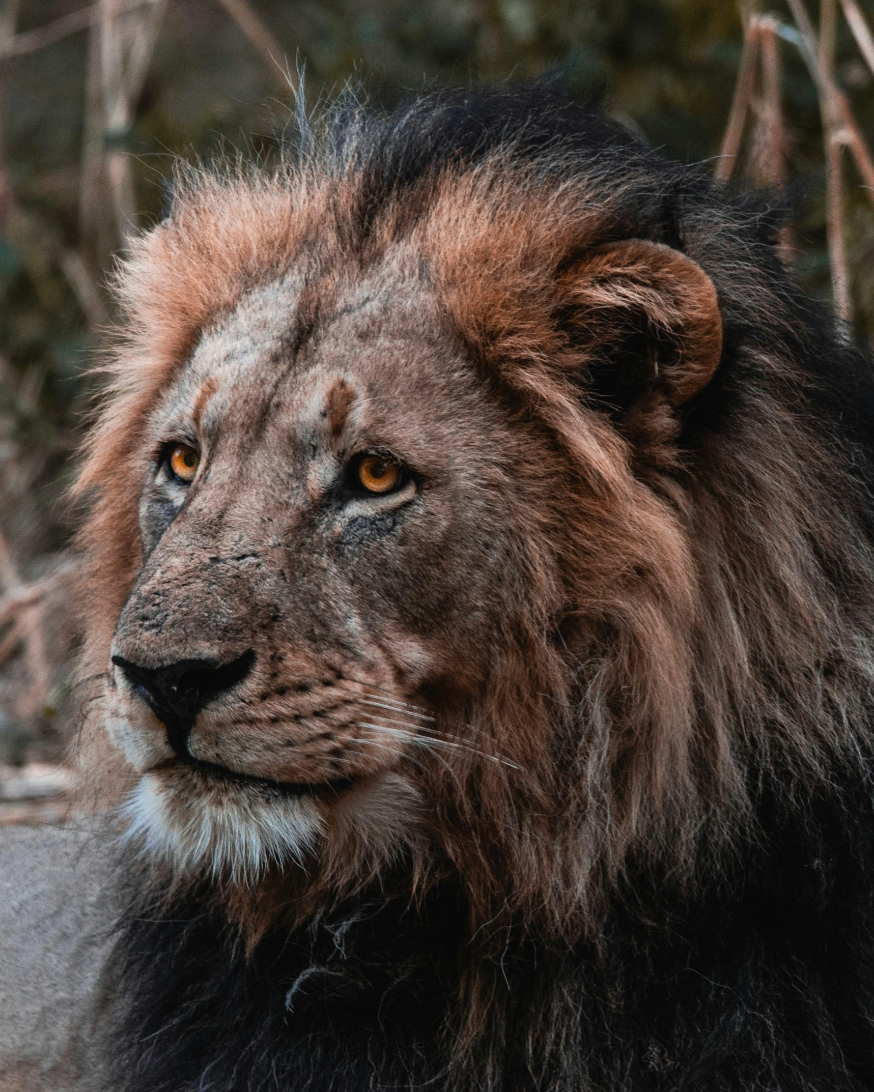 a close up of a lion laying on a rock, is looking at the camera, mid-shot of a hunky, lion's mane, trending photo