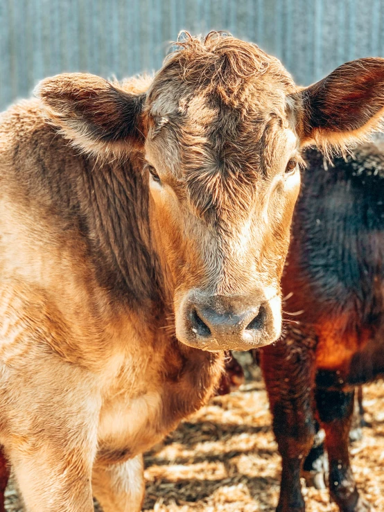 a couple of cows standing next to each other, by Carey Morris, trending on unsplash, closeup shot of face, brown, pbr, low quality photo