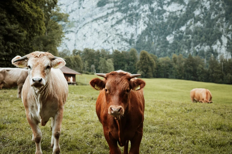 a couple of cows standing on top of a lush green field, pexels contest winner, three animals, lauterbrunnen valley, avatar image, brown