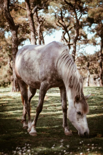a white horse standing on top of a lush green field, a colorized photo, by Elsa Bleda, renaissance, beautiful dappled lighting, in avila pinewood, eating, 256435456k film