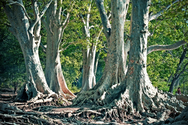 a group of trees that are standing in the dirt, unsplash, arts and crafts movement, buttress tree roots, ((trees))