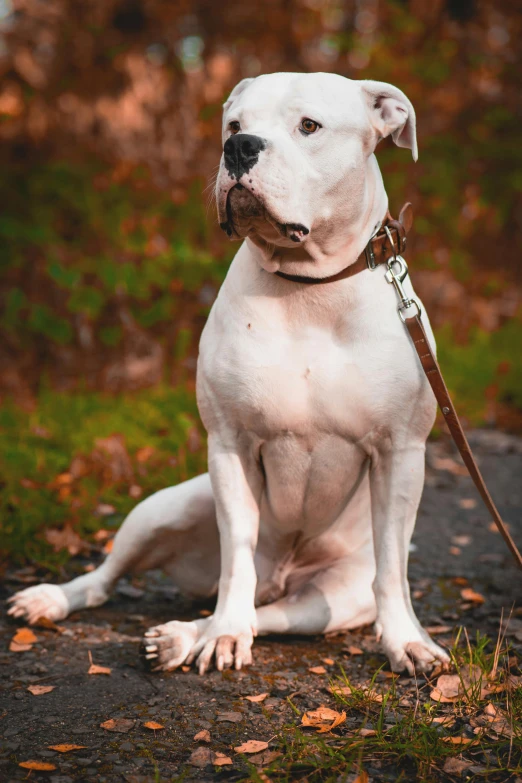 a white dog sitting on the ground with a leash, a portrait, by Jan Tengnagel, trending on pexels, renaissance, cyborg - pitbull, portrait of tall, full stature, instagram photo