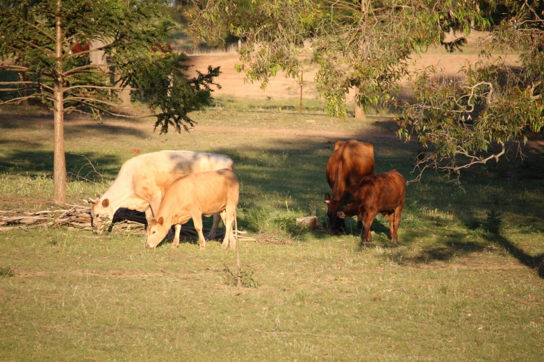 a couple of cows that are standing in the grass, “ iron bark, taken in the early 2020s, three animals, warm glow coming the ground