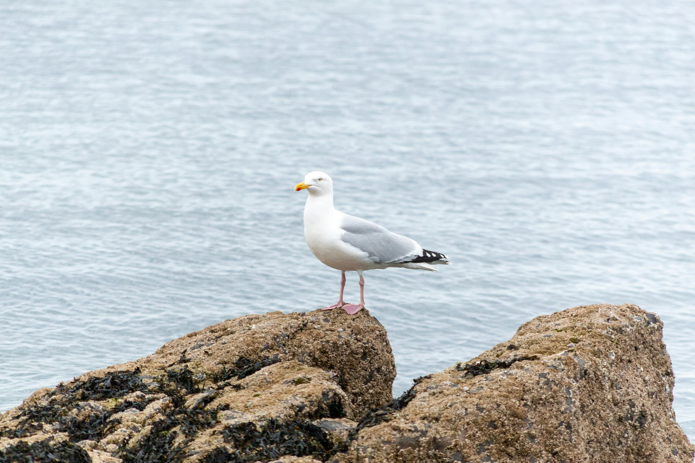 a seagull standing on a rock in front of a body of water, posing