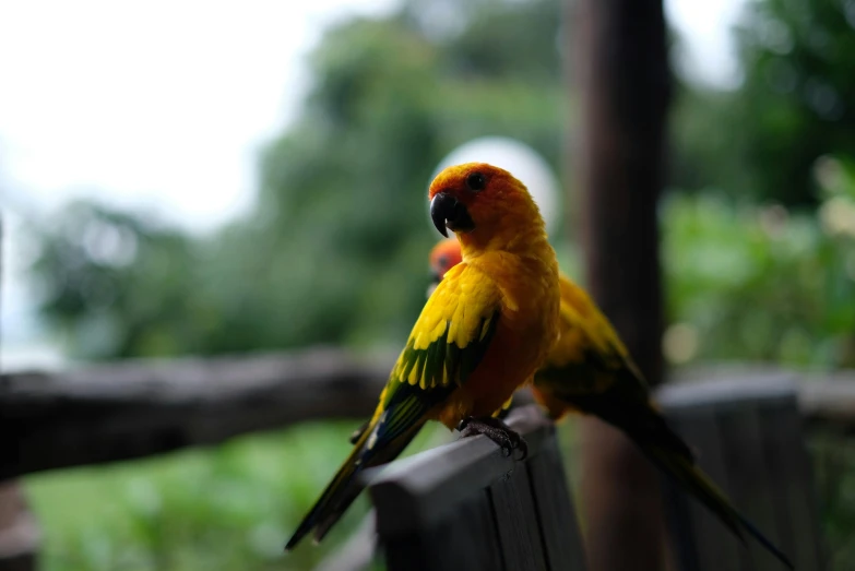 a yellow bird sitting on top of a wooden fence, on a wooden table
