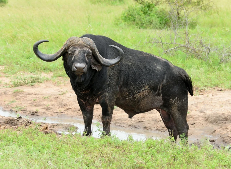 a large buffalo standing on top of a lush green field, african facial features, múseca illil, highly upvoted, a horned