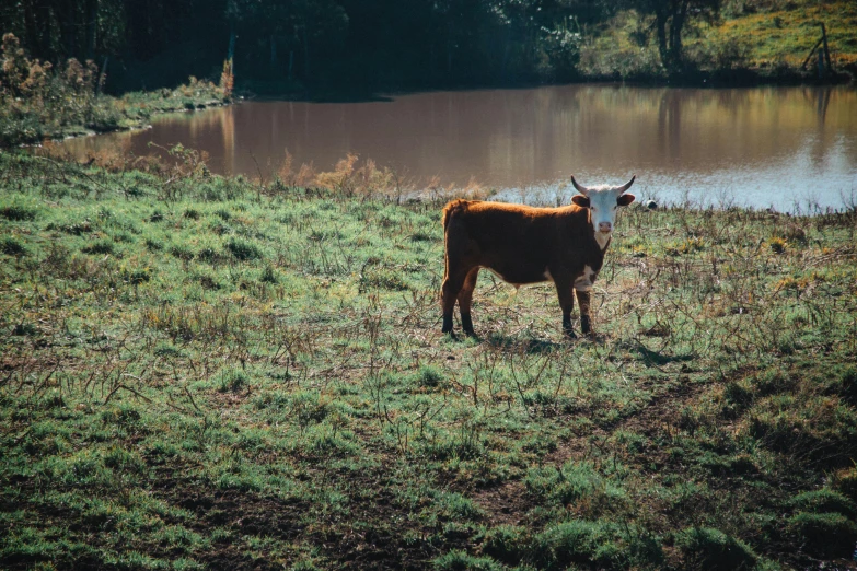 a brown cow standing on top of a lush green field, a picture, unsplash, sitting at a pond, vsco film grain, 2000s photo