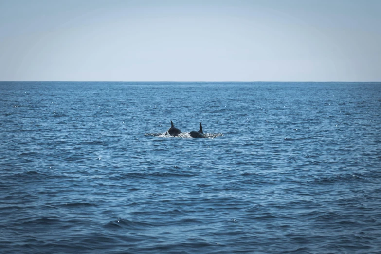 two orca whales are swimming in the ocean, by Carey Morris, pexels contest winner, minimalism, blue sea, thumbnail, watch photo, grey