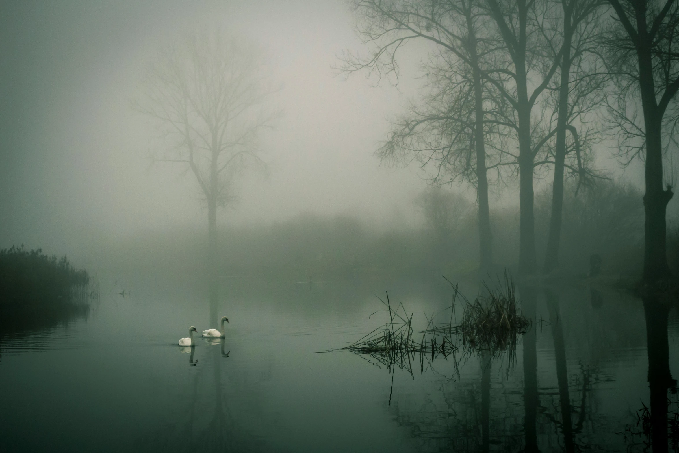 a couple of swans floating on top of a lake, an album cover, inspired by Elsa Bleda, pexels contest winner, tonalism, gothic fog, pond landscape, grey, phot