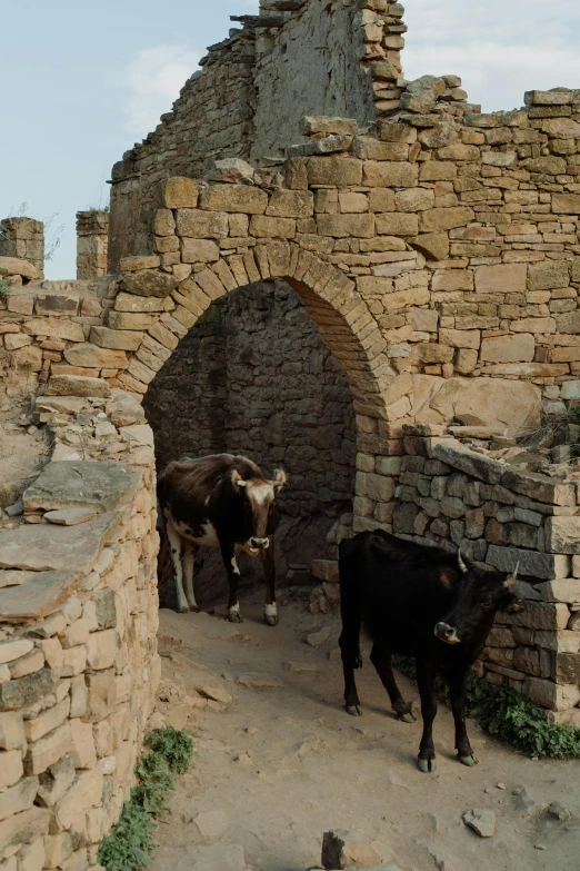 a couple of cows that are standing in the dirt, romanesque, pueblo dense architecture, gateway, ruined, shot on imax