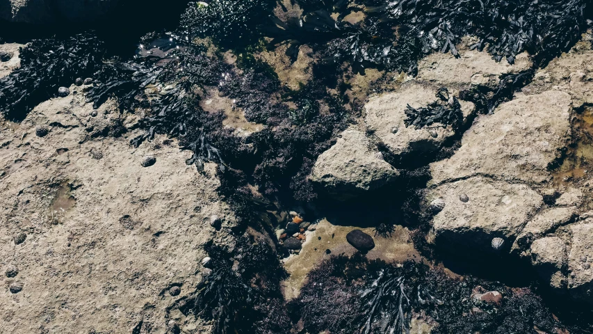 a group of rocks sitting on top of a beach, an album cover, by Elsa Bleda, unsplash, land art, sea weed, background image, dark shadowy surroundings, looking down from above