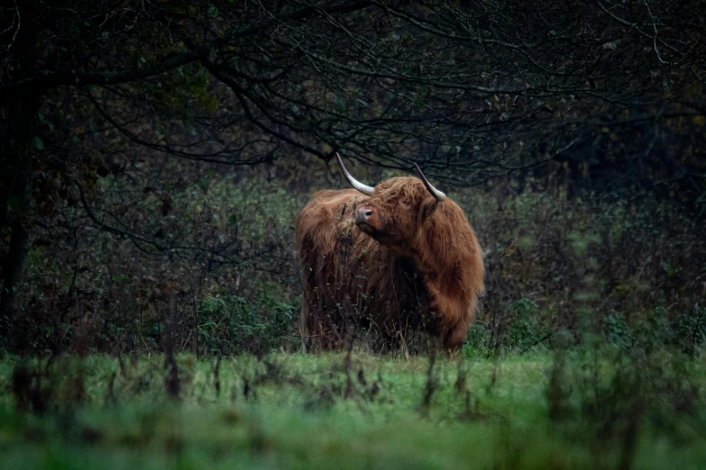 a brown cow standing on top of a lush green field, a picture, by Adam Marczyński, pexels contest winner, renaissance, on a dark swampy bsttlefield, scottish style, lion in a meadow with hornbeam, medium format