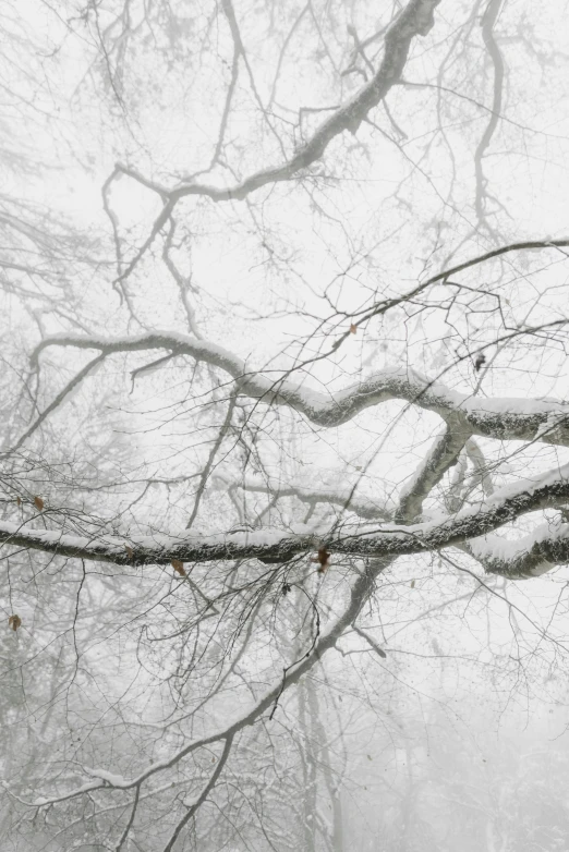 a black and white photo of a tree in the snow, a picture, inspired by Chiharu Shiota, unsplash contest winner, lyrical abstraction, tree branches intertwine limbs, alyssa monks, light grey mist, prize winning color photo