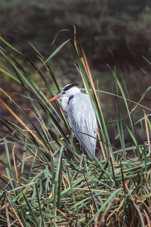 a bird that is sitting in some grass, on a riverbank, yan gisuka
