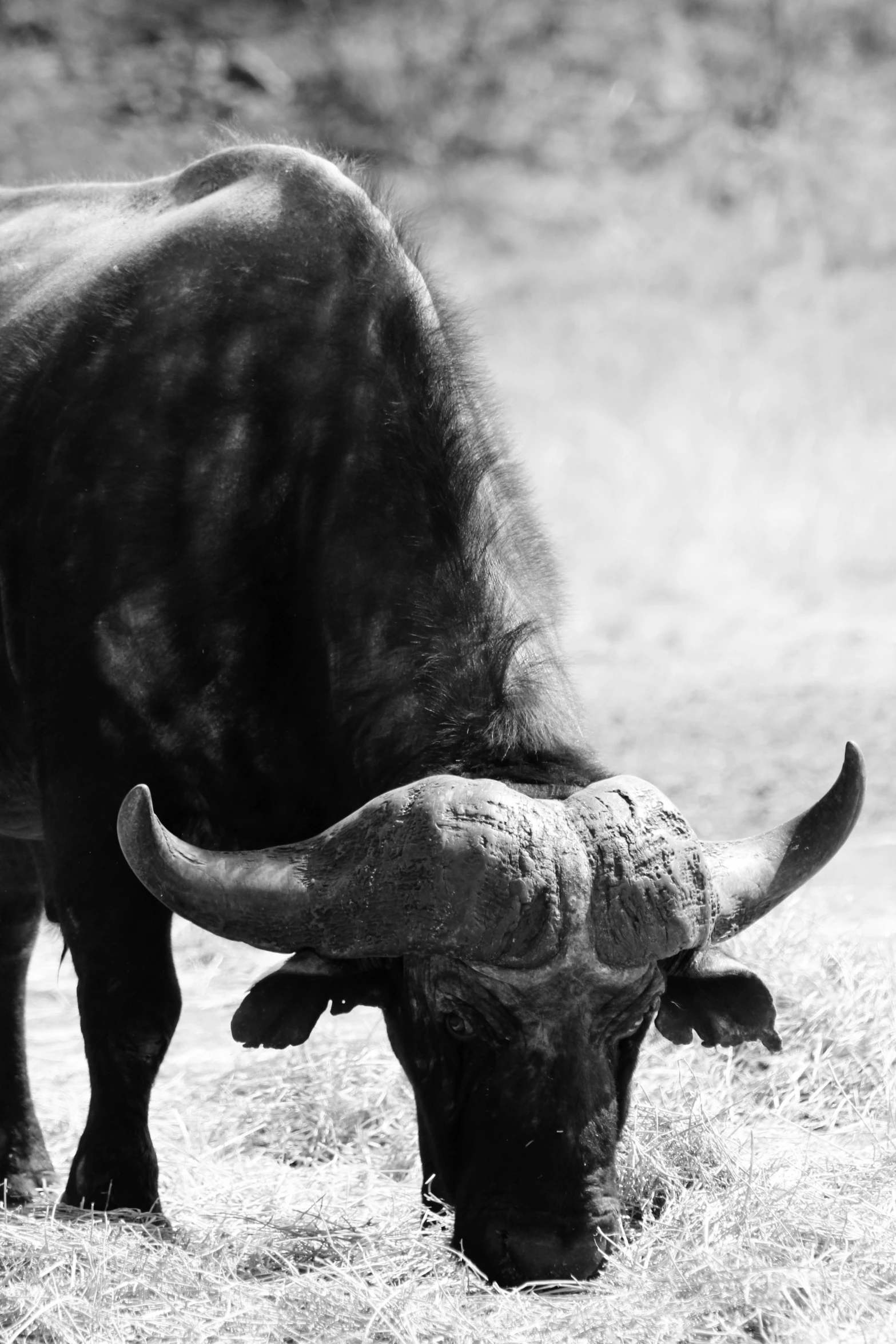 a black and white photo of a bull eating hay, by Daniel Seghers, bushveld background, hasselblad photograph, animal horn, medium format. soft light