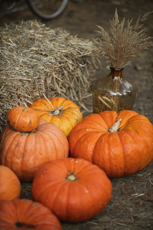 a bunch of pumpkins sitting on top of a pile of hay, slide show, square, photograph, medium