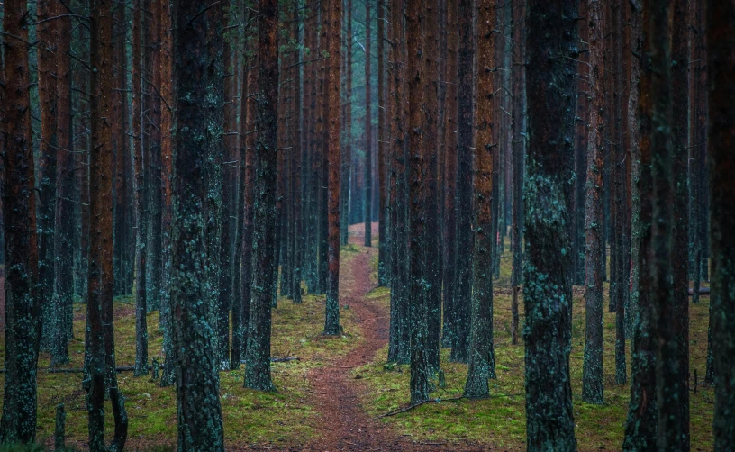 a path in the middle of a pine forest, by Jacob Kainen, unsplash contest winner, renaissance, 8k detail post processing, ((trees))
