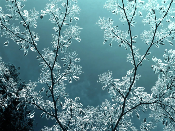 a snow covered tree against a blue sky, a microscopic photo, unsplash contest winner, art photography, crystal clear neon water, made of leaf skeletons, paul barson, intricate environment - n 9