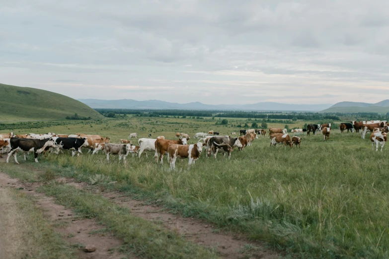 a herd of cattle walking across a lush green field, by Alexander Runciman, unsplash, russian village, slight overcast lighting, 2 0 2 2 photo, shot on hasselblad