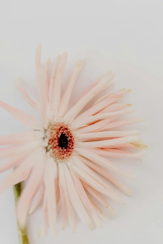 a single pink flower sitting on top of a white surface, by Carey Morris, trending on unsplash, giant white daisy flower head, detailed product image, detail shot, pale orange colors