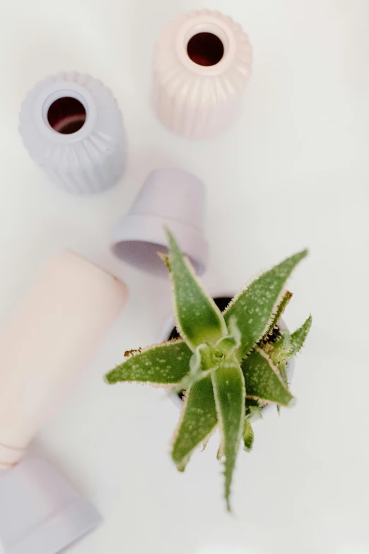 a couple of vases sitting on top of a table, pastel matte colors, detailed product image, small plants, zoomed in shots