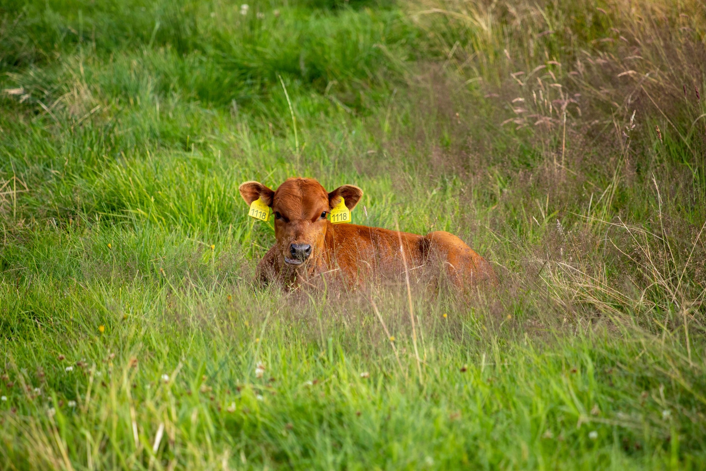 a brown cow laying on top of a lush green field, unsplash, a red bow in her hair, with yellow flowers around it, early morning lighting, taken in the early 2020s