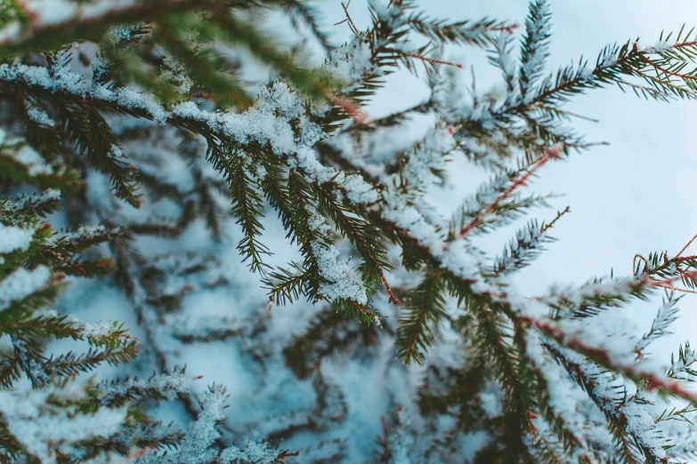 a pine tree covered in snow against a blue sky, by Carey Morris, pexels, high angle close up shot, thumbnail, background image, cozy