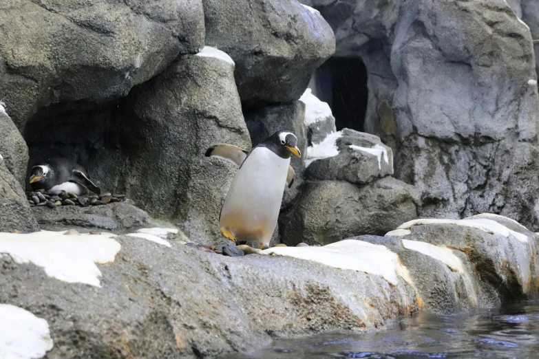 a penguin standing on top of a rock next to a body of water, biodome, snow cave, beautiful animal pearl queen, taken in 2 0 2 0