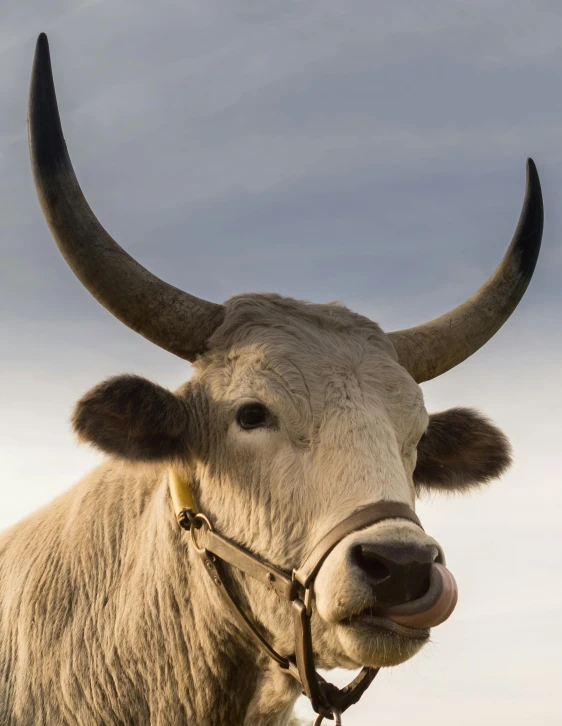 a close up of a cow wearing a bridle, trending on unsplash, renaissance, giant horns, photo of genghis khan, very buff, white