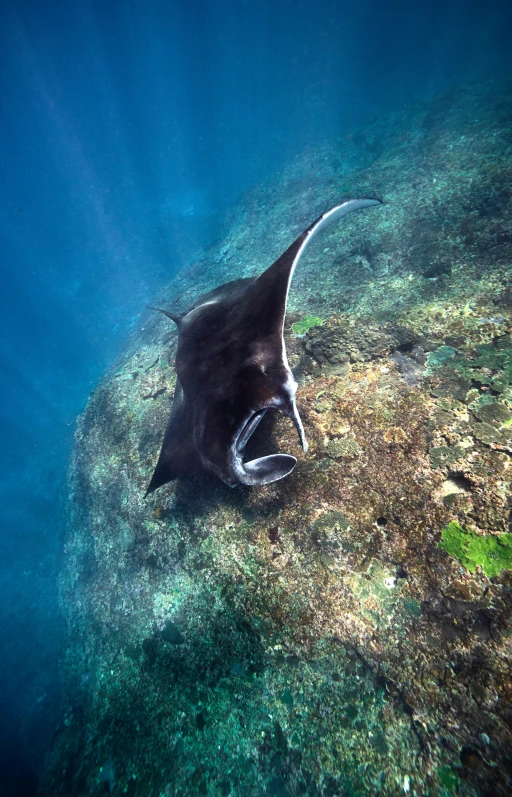 a manta ray swimming over a rock in the ocean, slide show, biting lip, great barrier reef, adventure