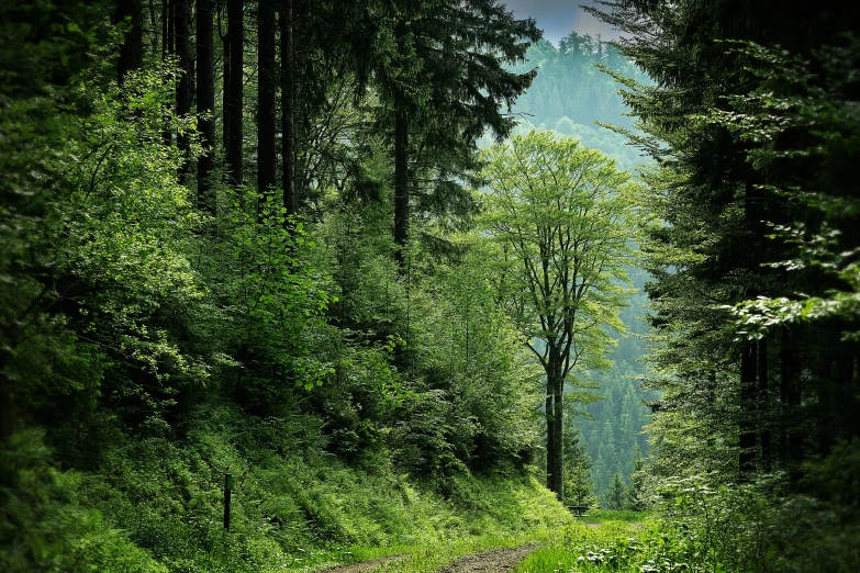 a dirt road in the middle of a forest, by Karl Pümpin, shutterstock, lush forest in valley below, black forest, paul barson, print