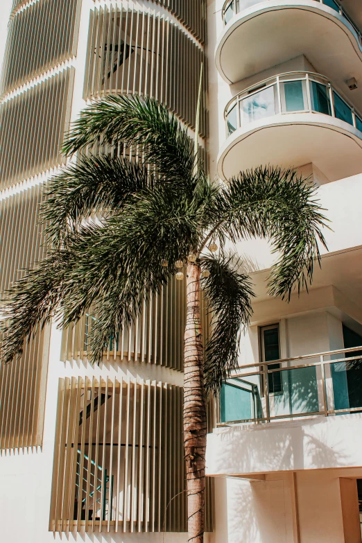 a tall building with a palm tree in front of it, balcony, holiday vibe, curving, instagram post