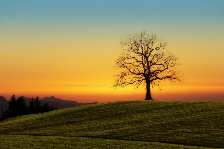 a lone tree sitting on top of a green hill, pexels contest winner, sunsetting color, no cropping, old tree, album