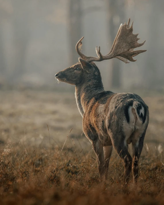 a deer that is standing in the grass, an album cover, pexels contest winner, naturalism, nordic forest colors, hunting, an ox, gif