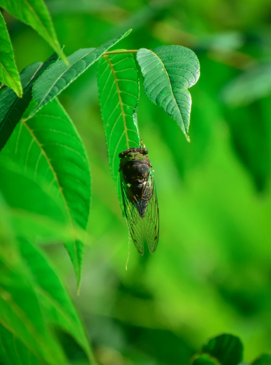 a close up of a cicada on a leaf, pexels contest winner, hurufiyya, black and green, on a tree, high res photograph, multiple stories