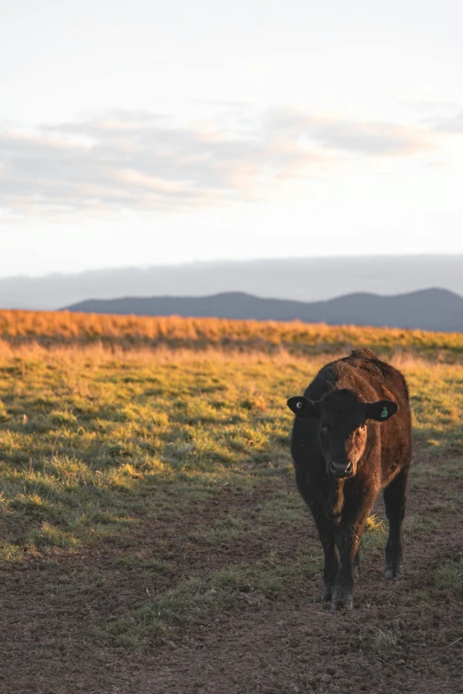 a brown cow standing on top of a grass covered field, in the sunset, with mountains in the distance, outback, 2019 trending photo