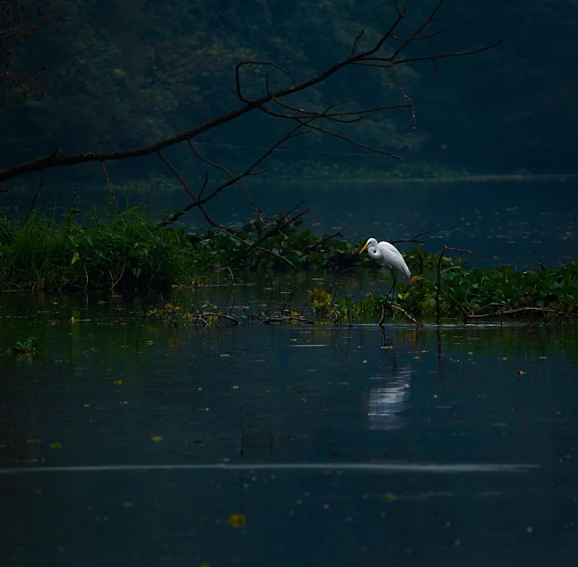 a white bird standing on top of a body of water, by Elsa Bleda, pexels contest winner, hurufiyya, dark swamp, sri lanka, hd footage, parks and lakes