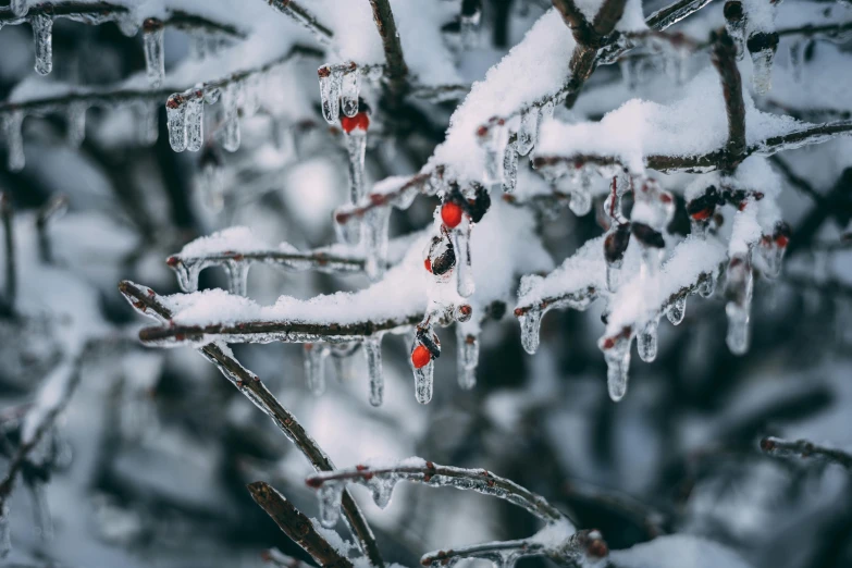 icicles hanging from the branches of a tree covered in snow, inspired by Elsa Bleda, pexels contest winner, 🦩🪐🐞👩🏻🦳, crimson themed, unsplash 4k, fruit trees